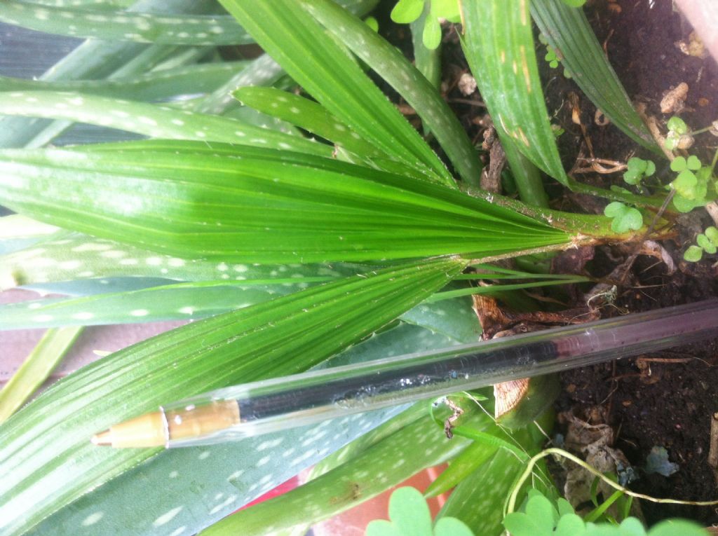 Erba insolita: Trachycarpus fortunei